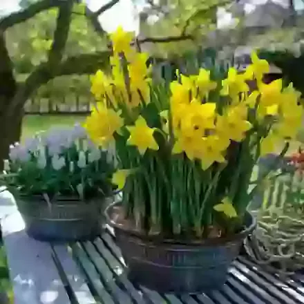Narcissus & Muscari Collection